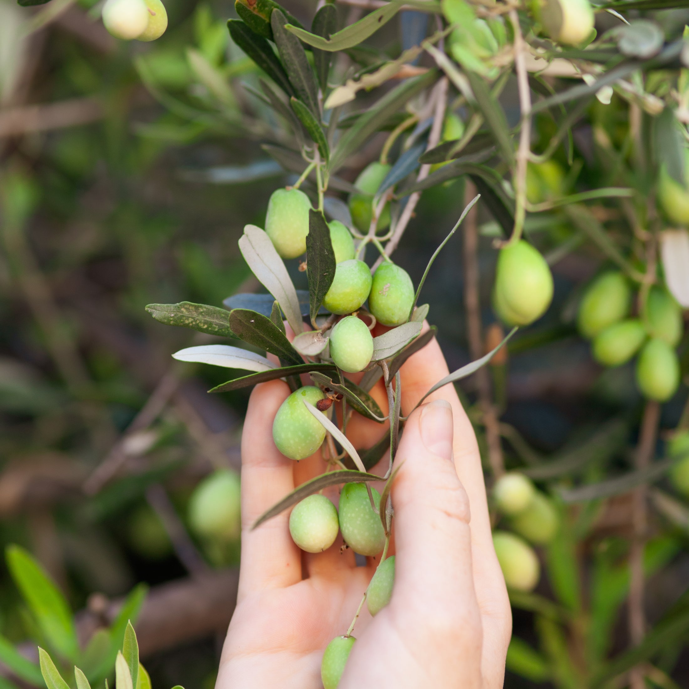 Réserve du Midi - Extra Virgin Olive Oil BIO