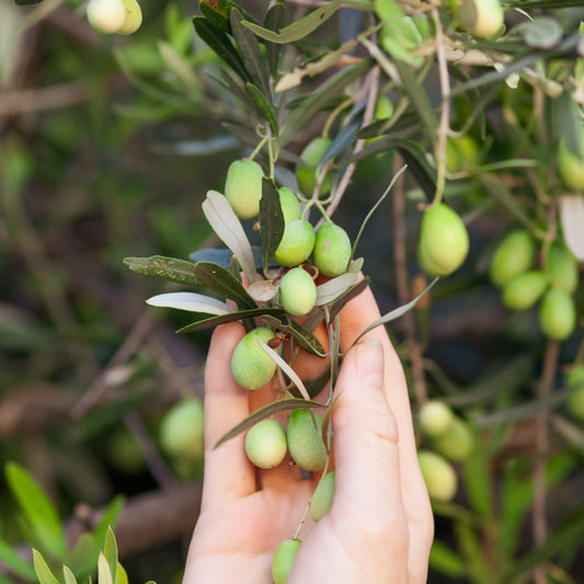 Réserve du Midi - Huile d'Olive Extra Vierge
